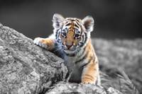 pic for Cute Tiger Cub 480x320